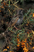 Common starling {Sturnus vulgaris} on Sea buckthorn. UK