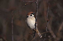 Tree sparrow {Passer montanus} UK