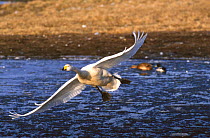 Whooper swan in flight above water {Cygnus cygnus} Welney, Norfolk, UK