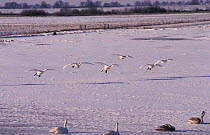 Whooper swans landing on snow {Cygnus cygnus} Welney, Norfolk, UK