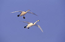 Whooper swans landing {Cygnus cygnus} Welney, Norfolk, UK