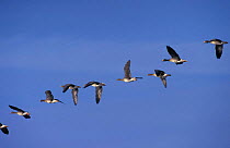 White fronted geese flying in line {Anser albifrons} Norfolk, UK