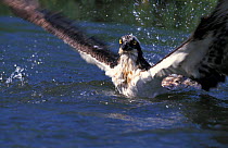 Osprey coming up out of water after dive {Pandion haliaetus} UK