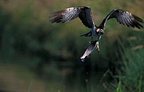Osprey carrying fish {Pandion haliaetus} UK