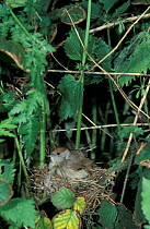 Blackcap female sitting on nest {Sylvia atricapilla} UK