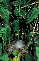 Blackcap male sitting on nest {Sylvia atricapilla} UK