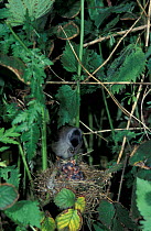 Blackcap male feeding chicks at nest {Sylvia atricapilla} UK