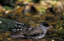 Blackcap male bathing {Sylvia atricapilla} UK