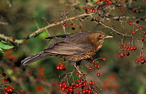 Blackbird female with berries {Turdus merula} UK