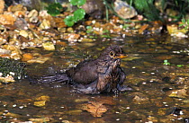 Blackbird female bathing {Turdus merula} UK