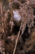 Bearded tit female in reeds {Panurus biarmicus} UK
