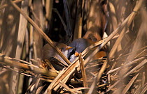 Bearded tit pair in reeds {Panurus biarmicus} UK