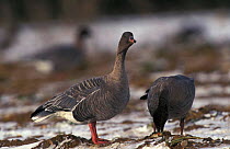 Pink footed geese feeding in sugar beet field in winter {Anser brachyrhynchus}