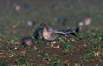 Pink footed goose displaying in sugar beet field {Anser brachyrhynchus} UK