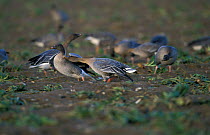 Pink footed geese feeding in sugar beet field + aggression {Anser brachyrhynchus}