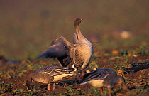 Pink footed geese feeding in sugar beet field + display {Anser brachyrhynchus}