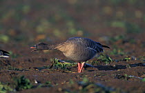 Pink footed goose aggressive display {Anser brachyrhynchus} UK
