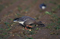 Pink footed goose aggressive display {Anser brachyrhynchus} UK