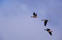 Three Pink footed geese flying {Anser brachyrhynchus} UK