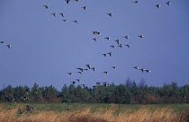 Flock of Pink footed geese flying {Anser brachyrhynchus} UK