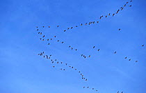 Flock of Pink footed geese flying in formation {Anser brachyrhynchus} UK