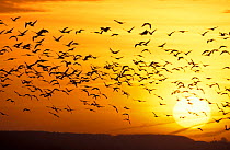 Flock of Pink footed geese flying at sunset {Anser brachyrhynchus} UK