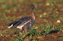 Pink footed goose feeding in sugar beet field in winter {Anser brachyrhynchus}