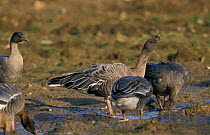 Pink footed geese drinking {Anser brachyrhynchus}