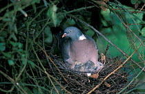 Wood pigeon on nest with chick {Columba palumbus} UK