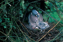 Wood pigeon feeds chick on nest {Columba palumbus} UK