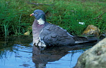 Wood pigeon bathing {Columba palumbus} UK