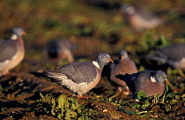 Wood pigeons feeding in sugar beet field {Columba palumbus} Norfolk, UK
