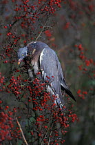 Wood pigeon feeding on berries {Columba palumbus} Norfolk, UK