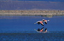 Two Andean Flamingoes flying {Phoenicoparrus andinus} Salar de Atacama, Chile