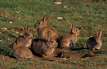 Young European rabbits near burrow {Oryctolagus cuniculus} Breckland, Norfolk, UK