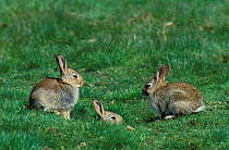 Young European rabbits near burrow {Oryctolagus cuniculus} Norfolk, UK