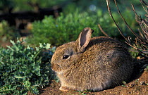Young European rabbit {Oryctolagus cuniculus} Norfolk, UK