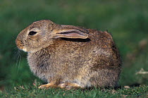 Young European rabbit portrait {Oryctolagus cuniculus} Norfolk, UK