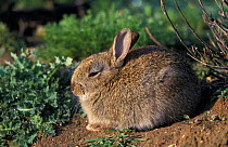 Young European rabbit profile {Oryctolagus cuniculus} Norfolk, UK