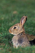 European rabbit at burrow {Oryctolagus cuniculus} Breckland Norfolk, UK
