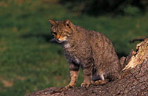 Wild cat {Felis silvestris} captive, UK