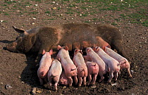 Domestic pig suckling nine piglets {Sus scrofa domestica} UK. Free range outdoors