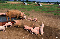 Domestic pigs with piglets {Sus scrofa domestica} Norfolk, UK free range outdoors
