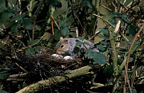 Grey squirrel stealing eggs from bird nest {Scuirus carolinensis} UK