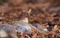 Weasel with rabbit prey {Mustela nivalis} captive UK