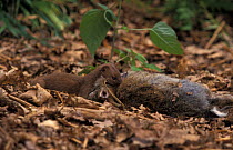 Weasel dragging rabbit prey {Mustela nivalis} Captive UK