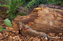 Weasel dragging rabbit prey {Mustela nivalis} Captive UK