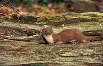 Weasel {Mustela nivalis} Captive UK