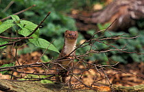 Weasel {Mustela nivalis} Captive, UK