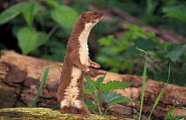 Weasel standing on back legs {Mustela nivalis} Captive UK